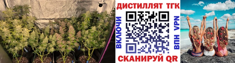 как найти   Багратионовск  ТГК Wax 